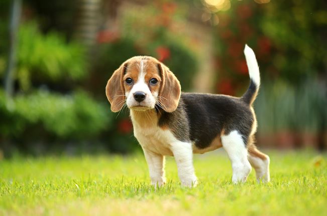 Beagle-Welpen - wissen Sie alles über diese Rasse