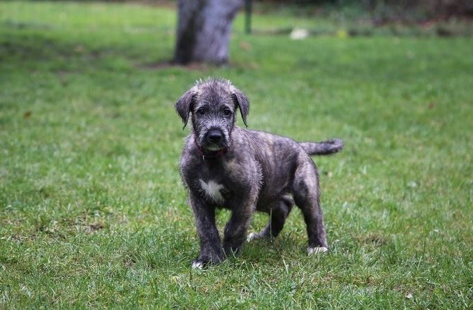 Irish-Wolfhound-Welpe - Wissen Sie alles über diese Rasse