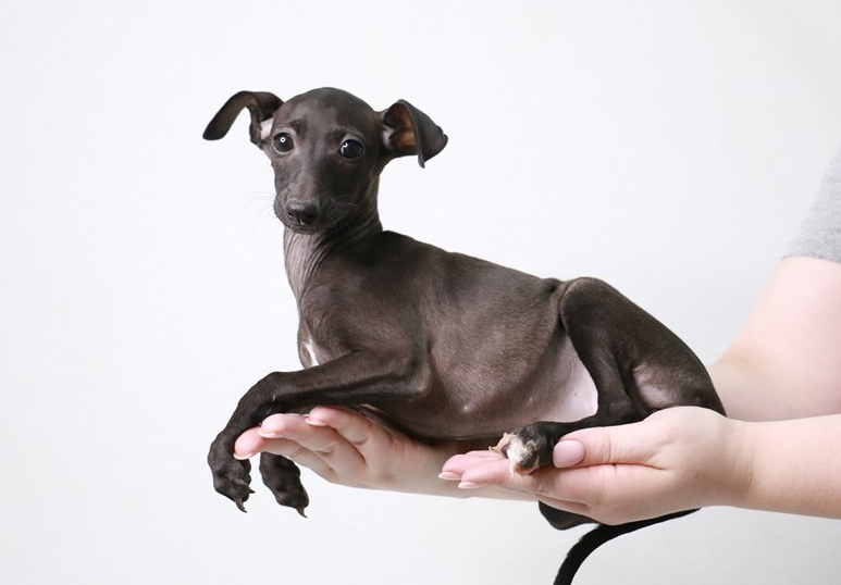 Greyhound-Welpen - Informieren Sie sich über seine Eigenschaften und Kosten